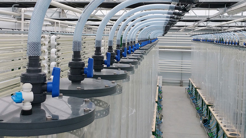 Stworzenie bioreaktorów do wytwarzania energii z alg